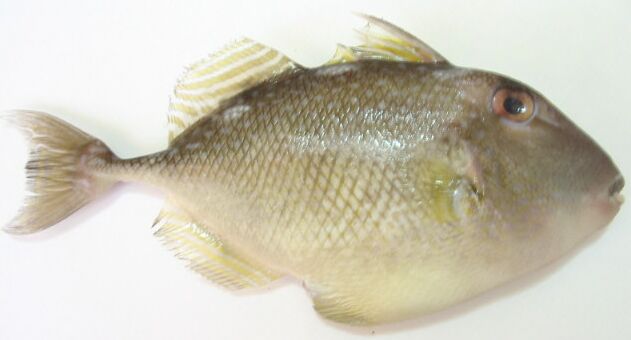 starrytriggerfish